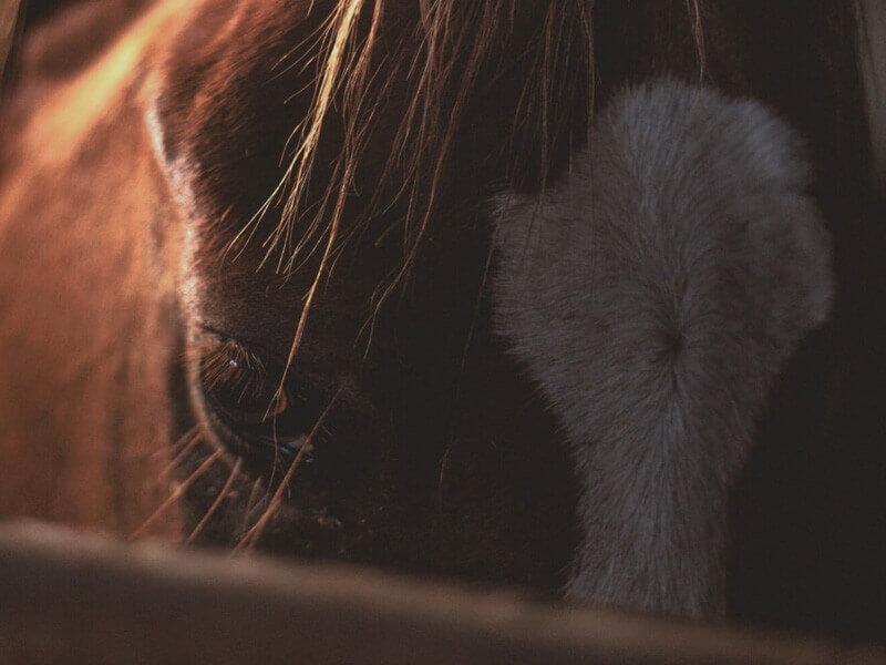 Equestrian Laundry Equipment Horse Rug Washing Machines